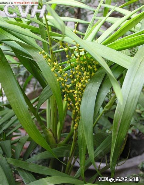 種植果樹 袖珍椰子分株